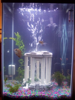 Fish Tank after real plants reduced.jpg
