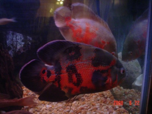 My Fish Tank 016.jpg