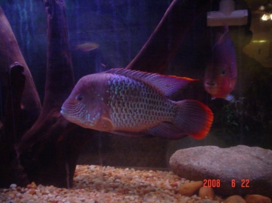 My Fish Tank 014.jpg