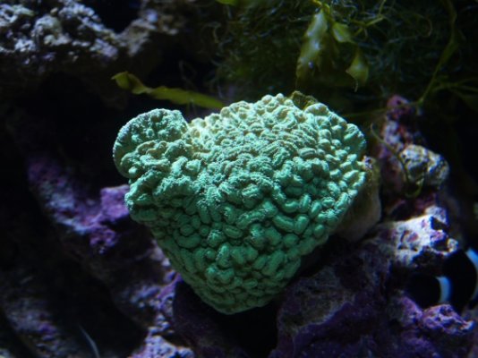 Brain Coral.jpg