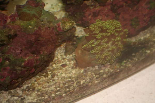 2 What's wrong with flower pot coral 009.jpg