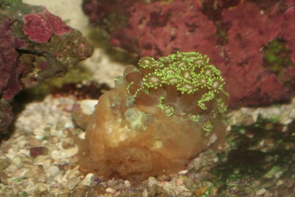 3 What's wrong with flower pot coral 010.jpg