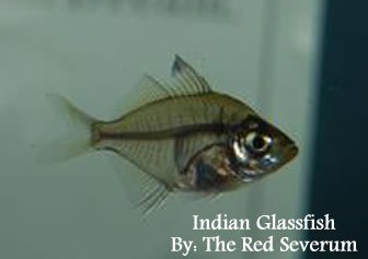 Indian-glassfish.jpg