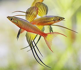 Threadfin+rainbowfish+2.jpeg