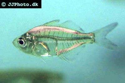 indian-glassfish-profile.jpeg