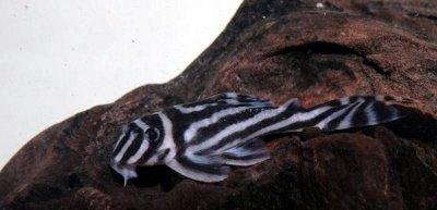 zebra-pleco-1.jpeg
