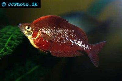 red-rainbowfish-profile.jpeg