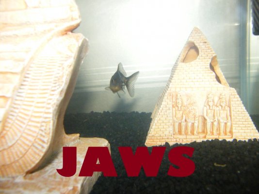 JAWS my goldfish.jpg