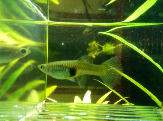 Fish 2.jpg