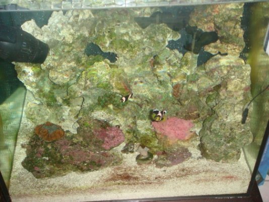 aquarium 9.4 brown hair algea 019.jpg