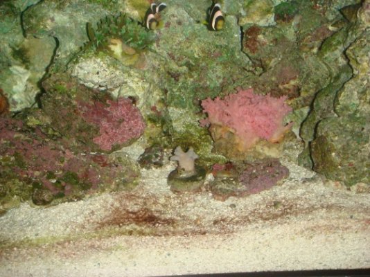 aquarium 9.4 brown hair algea 017.jpg