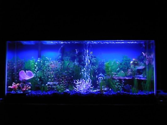 fish tank 008.jpg
