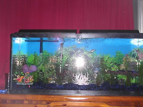 fish tank 001.jpg