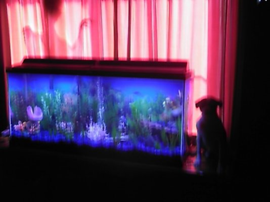 fish tank 014.jpg