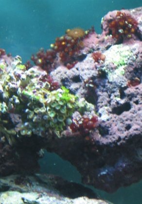 red algae.jpg
