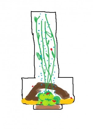 planted shrimp tank idea.jpg