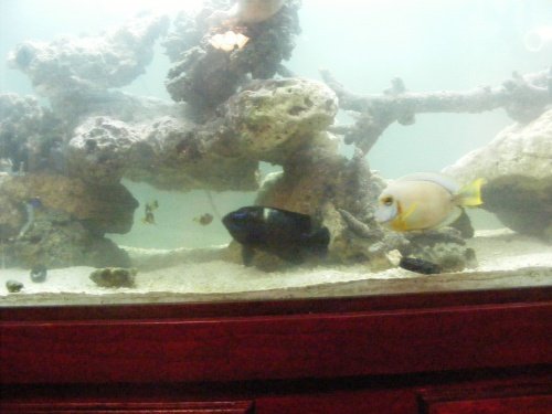 Fish Tank 087.jpg