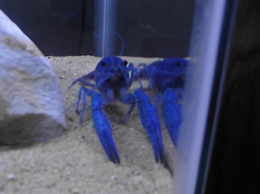 blue lobster 001.jpg
