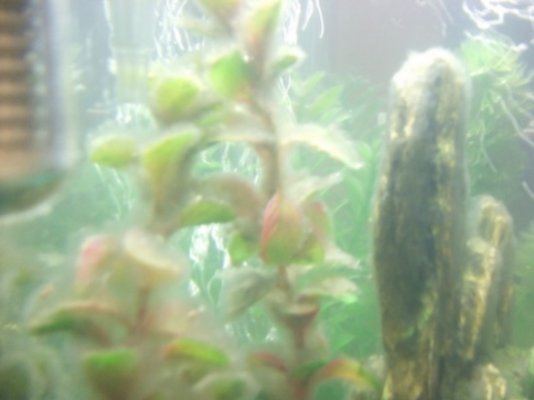 aquarium1.jpg
