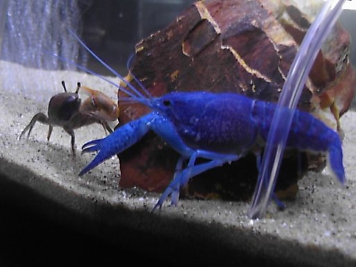 blue lobster 006.jpg