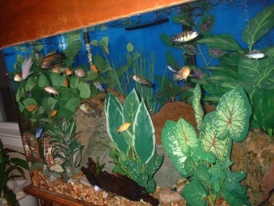 fish tank 013.jpg