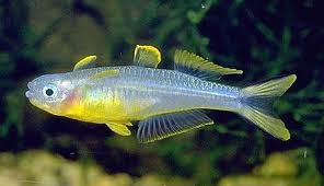Furcata Rainbowfish.jpg