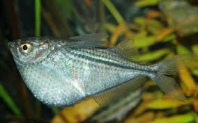 Silver Hatchetfish.jpg