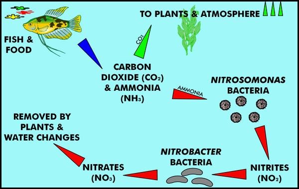 nitrogen-cycle.jpg