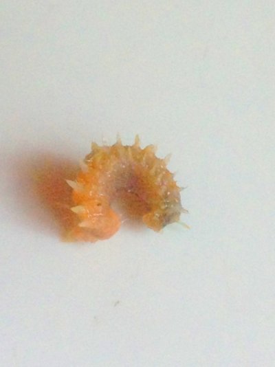 Marine worm I found in my sump filter.jpg