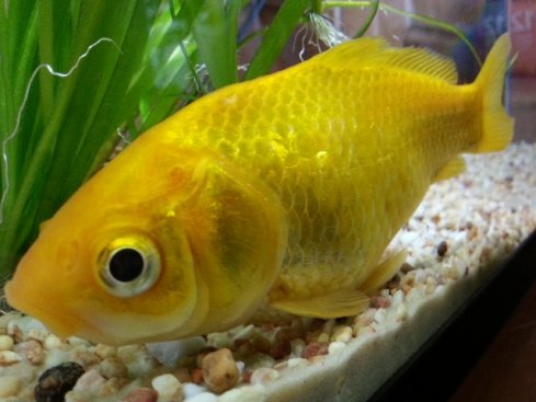 Is my goldfish Pregnant? or sick?