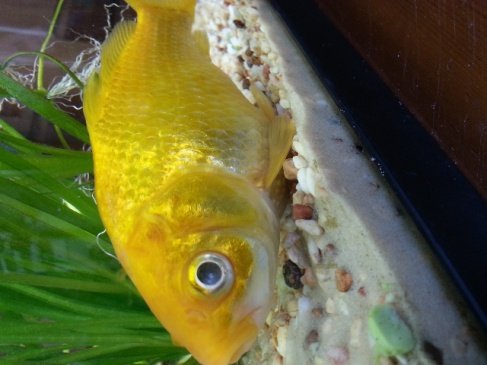 Is my Goldfish Pregnant?  Aquarium Advice Forum Community