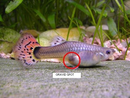 female guppy gravid spot.jpg