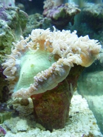 coral pics 002.jpg