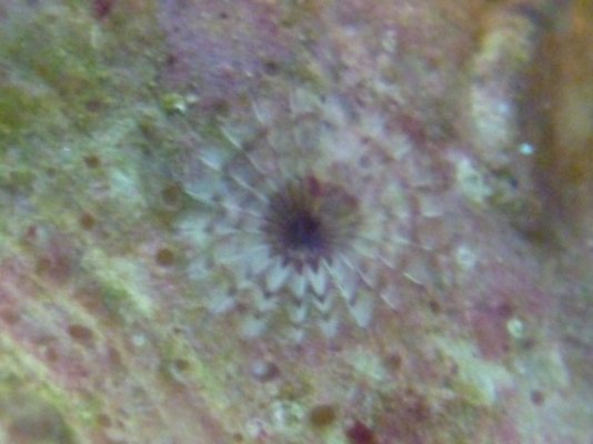 coral pics 004.jpg