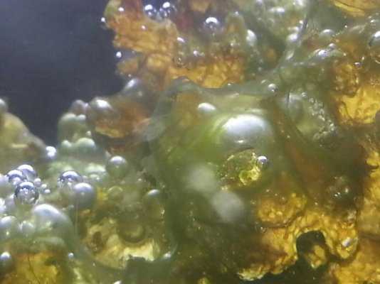 algae pic 1.jpg