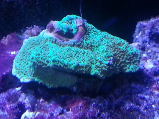 Coral - #2 - ID needed.jpg
