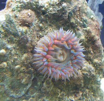 gulf anemone.jpg