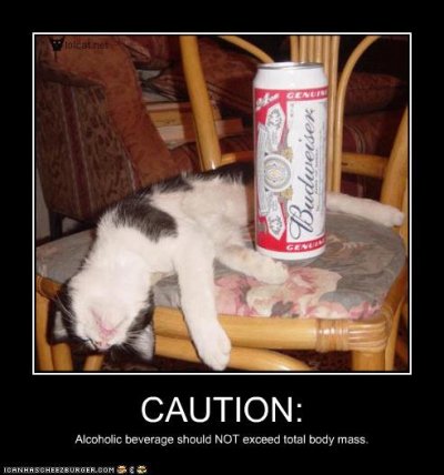 Beer cat.jpg