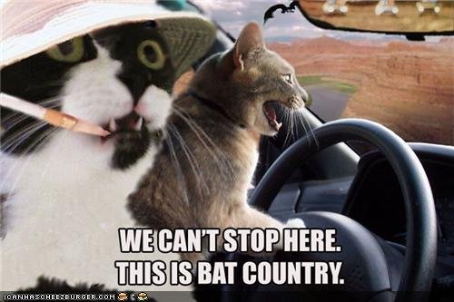 cats-are-in-bat-country.jpg