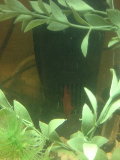 Betta Fish Sleeping on Filter?  Aquarium Advice Forum Community