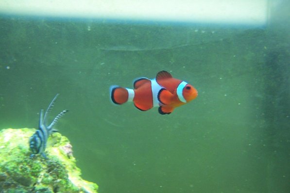 Ocellaris Clownfish.jpg