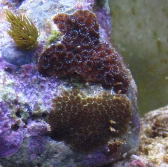 coral in focus.jpg