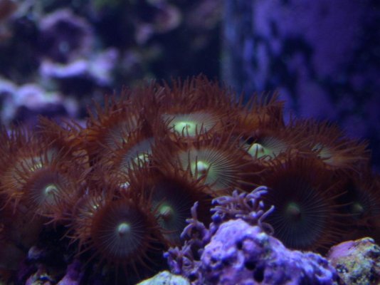 zoos_and_star_polyp_spreading_05.14.05.jpg