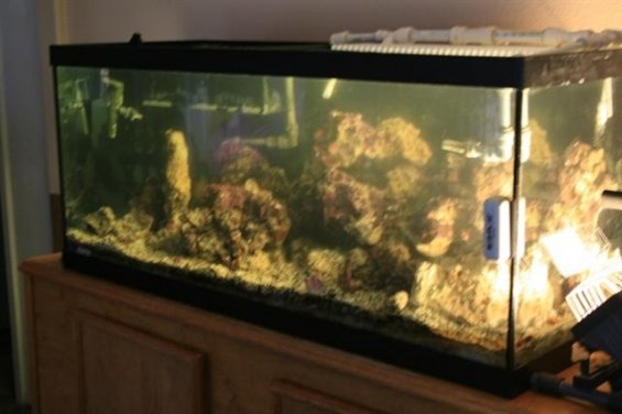 fish tank 1 (Small).jpg