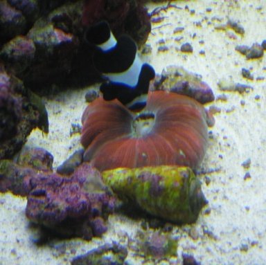 clown looking for scraps with brain coral 01.jpg