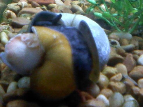 snails.jpg