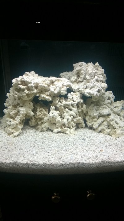 1st morning after rock added to tank 2 5-14-14.jpg