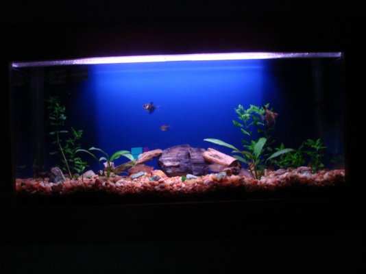 Fish tank dark.jpg