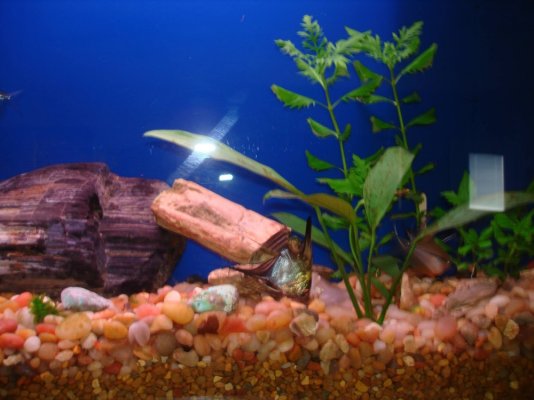 Fish tank plants.jpg