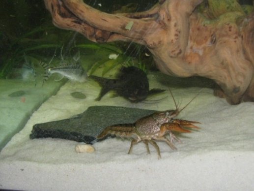 crayfish2.jpg